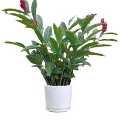 Red Ginger Plant